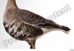 Chest Goose Bird Animal photo references